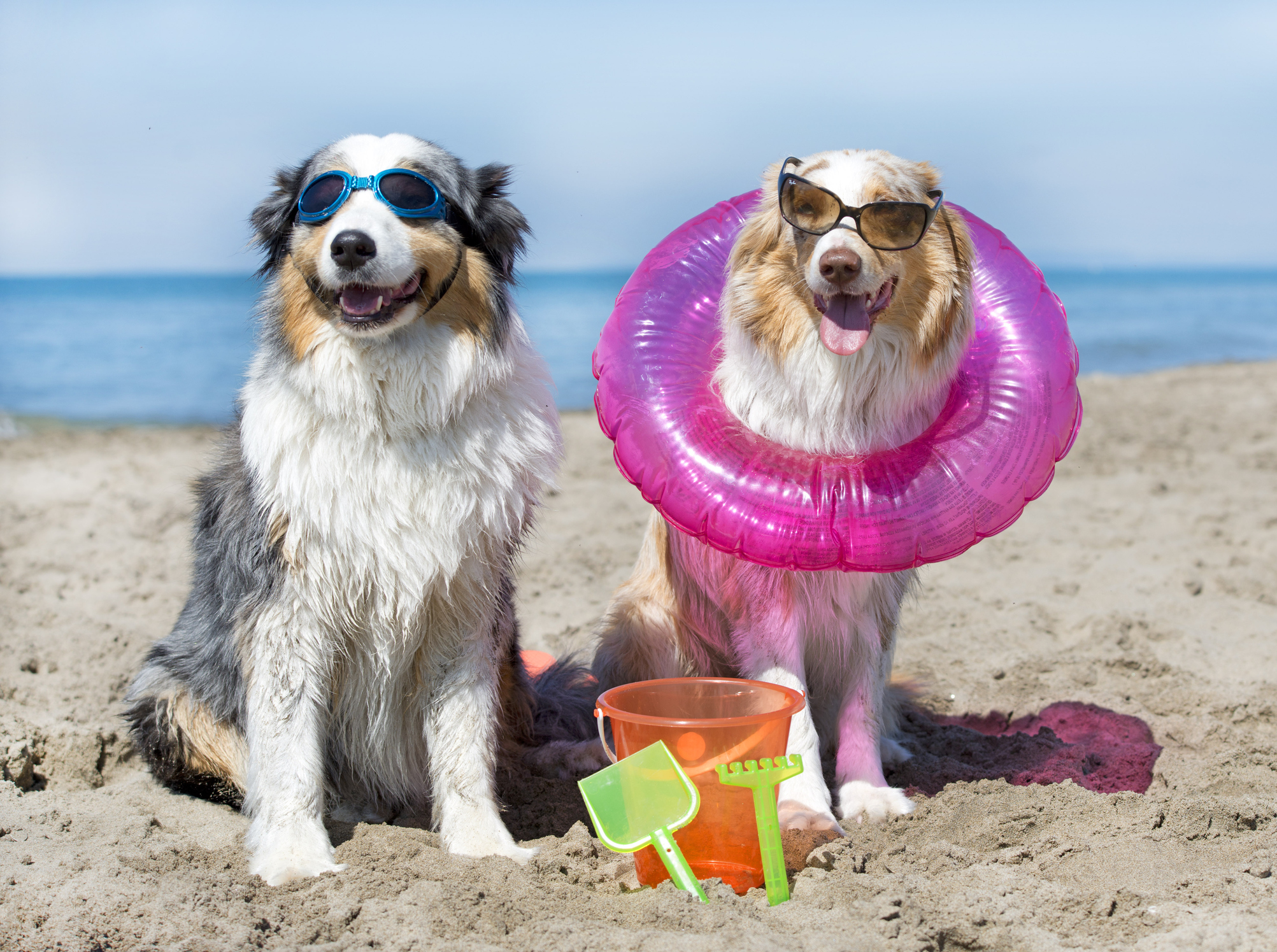 Enjoy "The Dog Days Of Summer" With Us!